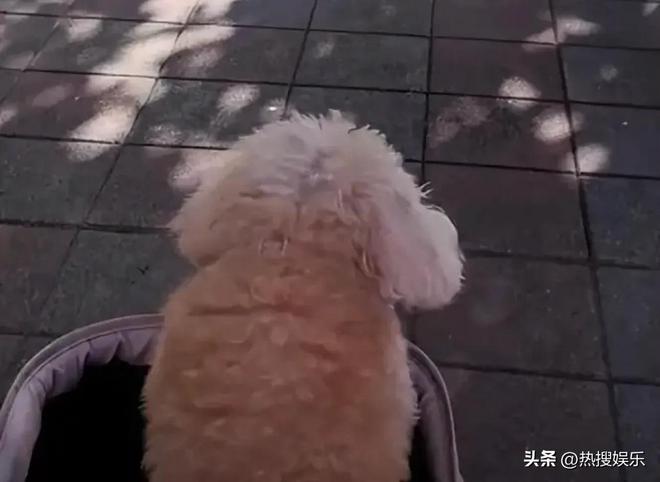 大S和马筱梅发声首次公开俩孩子居住环境ayx爱游戏app小杨阿姨回怼黑粉为(图7)